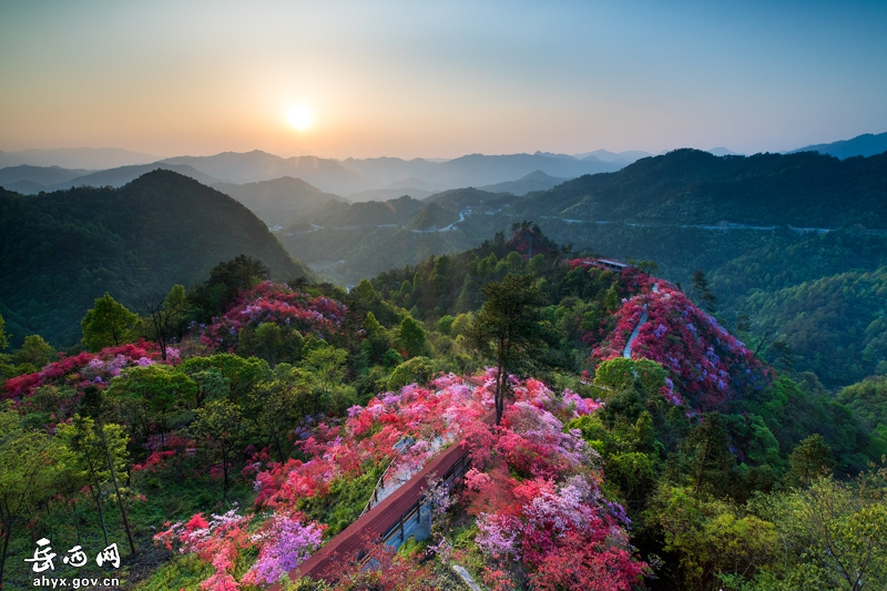 【飞“阅”岳西】线下花迎客，线上云赏花