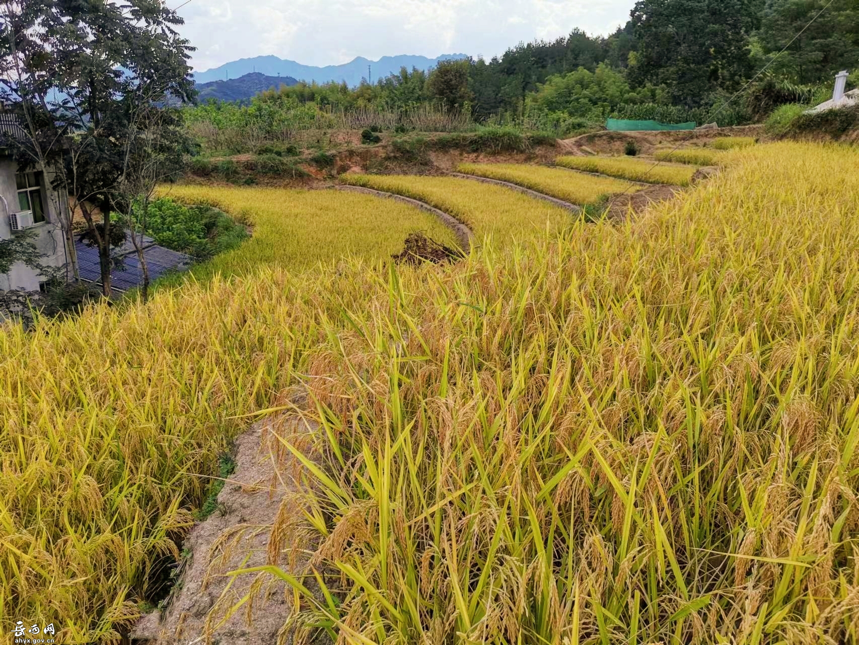 温泉镇新增耕地喜迎丰收