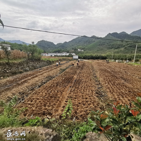 姚河乡：秋种正当时，油菜种植忙